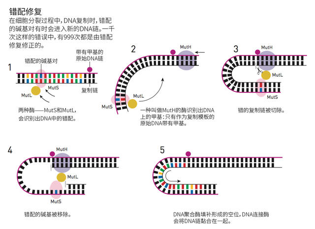 除了碱基切除修复,核苷酸切除修复和dna错配修复这三种,还有其他多种